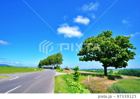 夏の北海道美瑛町　セブンスターの木とパッチワークの路 97339125