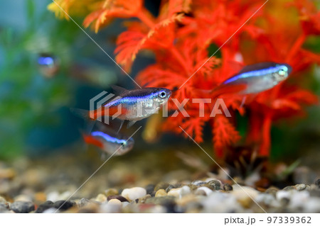ネオンテトラ 97339362