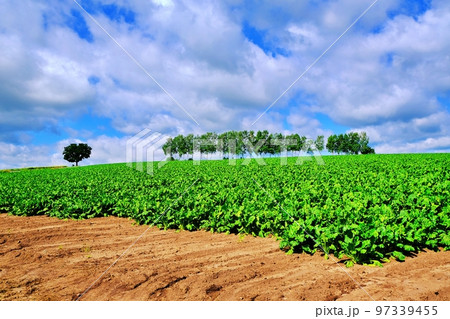 爽やかな夏の北海道美瑛町　パッチワークの路とセブンスターの木 97339455
