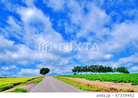 爽やかな夏の北海道美瑛町　パッチワークの路とセブンスターの木 97339462