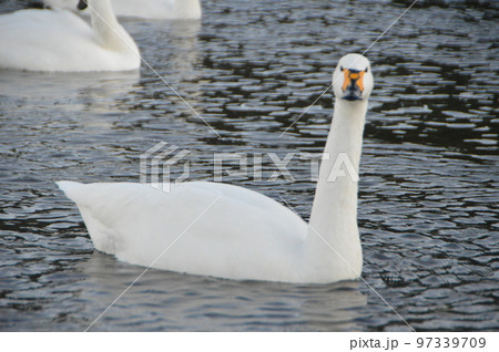越冬する白鳥（植松橋 西側･荒川河畔／埼玉県深谷市） 97339709