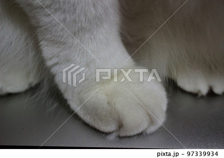 猫の前足　クローズアップ 97339934