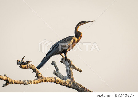 African darter in profile on dead branch 97340677