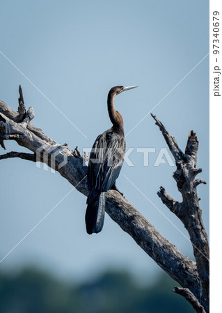 African darter in sun on dead branch 97340679