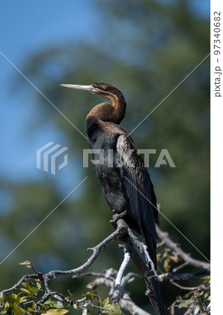 African darter on leafy branch in profile African darter on leafy branch in profile 97340682