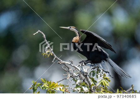African darter on leafy branch lifting wings African darter on leafy branch lifting wings 97340685