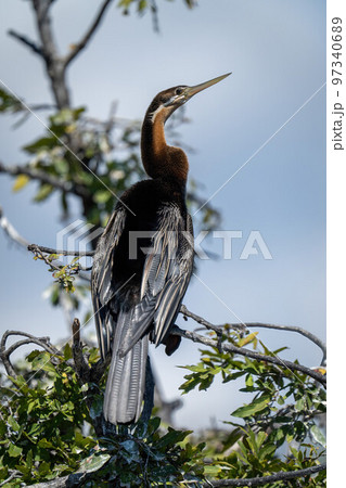 African darter on leafy branch with catchlight 97340689