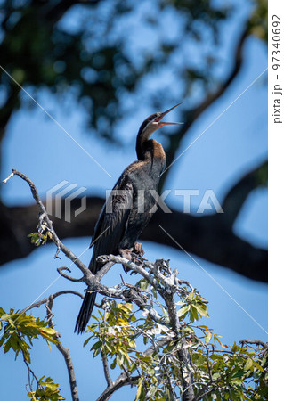 African darter on leafy bush opening beak 97340692