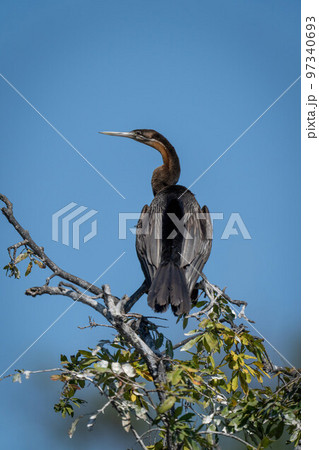 African darter on leafy bush turning head African darter on leafy bush turning head 97340693