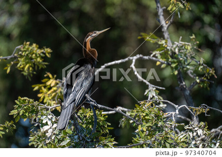 African darter with catchlight on leafy branch 97340704