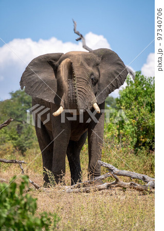 African elephant stands over log blowing dust African elephant stands over log blowing dust 97340706