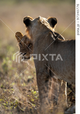 Young male lion stands staring past another 97340776