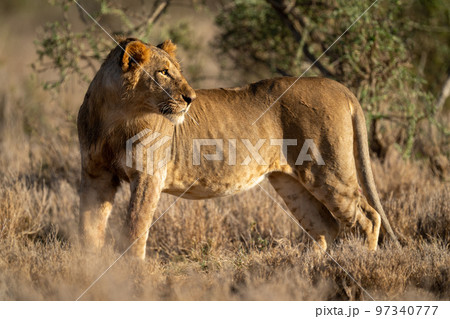 Young male lion stands staring with catchlight 97340777