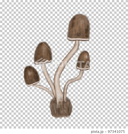 蘑菇 香菇 97341075