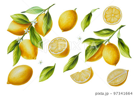 Watercolor set with branch of fresh ripe lemon with bright green leaves and flowers. Hand drawn citrus painting on white background. For designers, postcards, party Invitations, wrapping paper, covers Watercolor set with branch of fresh ripe lemon with bright green leaves and flowers. Hand drawn citrus painting on white background. For designers, postcards, party Invitations, wrapping paper, covers 97341664