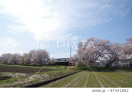 左沢線羽前高松駅 桜満開の駅に到着する左沢線全通100周年記念号 97341882