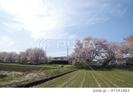 左沢線羽前高松駅 桜満開の駅に到着する左沢線全通100周年記念号 左沢線羽前高松駅 桜満開の駅に到着する左沢線全通100周年記念号 97341883