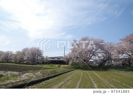 左沢線羽前高松駅 桜満開の駅を通過する左沢線全通100周年記念号 左沢線羽前高松駅 桜満開の駅を通過する左沢線全通100周年記念号 97341885