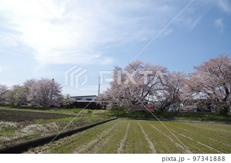 左沢線羽前高松駅 桜満開の駅を通過する左沢線全通100周年記念号 97341888