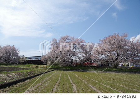 左沢線羽前高松駅 桜満開の駅を通過する左沢線全通100周年記念号 97341892