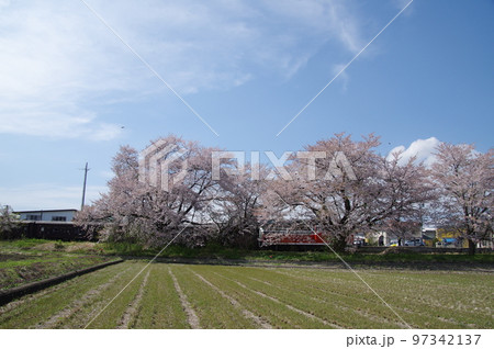 左沢線羽前高松駅 桜満開の駅を通過する左沢線全通100周年記念号 左沢線羽前高松駅 桜満開の駅を通過する左沢線全通100周年記念号 97342137