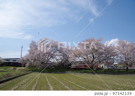 左沢線羽前高松駅 桜満開の駅を通過する左沢線全通100周年記念号 左沢線羽前高松駅 桜満開の駅を通過する左沢線全通100周年記念号 97342139