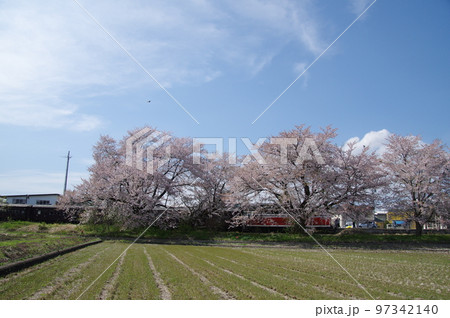 左沢線羽前高松駅 桜満開の駅を通過する左沢線全通100周年記念号 97342140