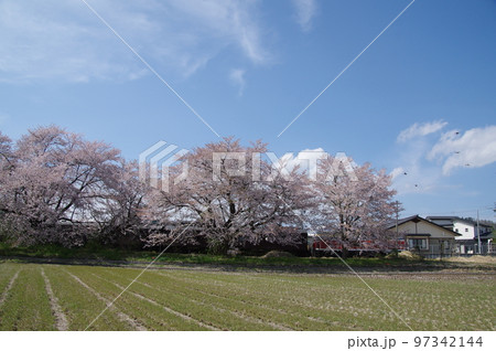 左沢線羽前高松駅 桜満開の駅を通過する左沢線全通100周年記念号 左沢線羽前高松駅 桜満開の駅を通過する左沢線全通100周年記念号 97342144