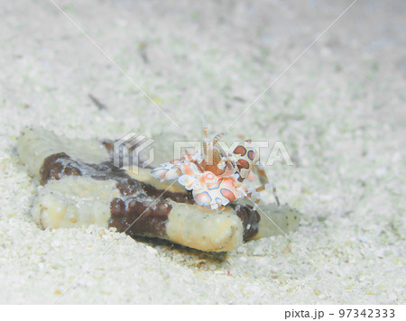 フリソデエビ フリソデエビ 97342333