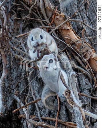 北海道 動物 固有種 エゾモモンガ かわいい 小動物 北海道 動物 固有種 エゾモモンガ かわいい 小動物 97342634