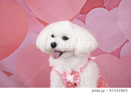 微笑むマルプーのローズ 97342805