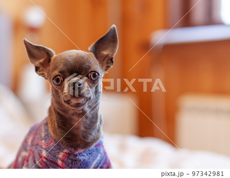 A close-up image shows a cute chihuahua puppy of a domestic mammal breed lying relaxing on a bed. Pets are resting, sleeping. A touching and emotional portrait. Dog ears, eyes and muzzles 97342981