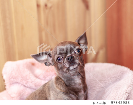 A close-up image shows a cute chihuahua puppy of a domestic mammal breed lying relaxing on a bed. Pets are resting, sleeping. A touching and emotional portrait. Dog ears, eyes and muzzles 97342988