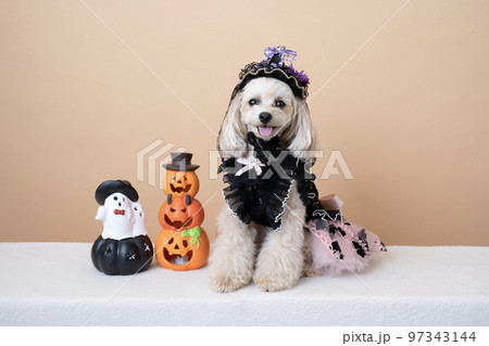 ハロウィンの衣装を着て微笑むマルプー 97343144