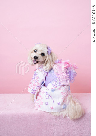 浴衣を着て振り向くマルプーのパンナちゃん 97343146
