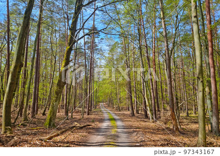 View of the trail in a beautiful young restored forest. View of the trail in a beautiful young restored forest. 97343167