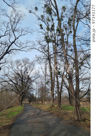 The beginning of spring. View of the park in early spring. 97343177