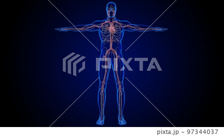 Human heart circulatory system anatomy for medical concept 3D rendering 97344037