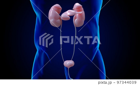 Human kidney anatomy for medical concept 3D 97344039