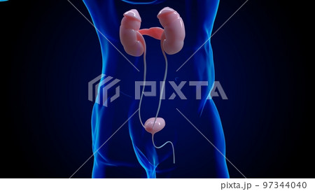 Human kidney anatomy for medical concept 3D 97344040