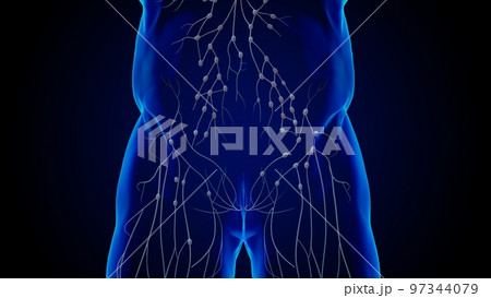 Human lymph nodes anatomy for medical concept 3D rendering 97344079