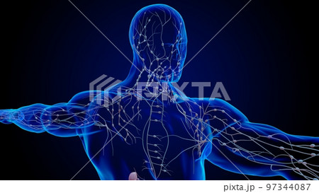 Human lymph nodes anatomy for medical concept 3D rendering 97344087