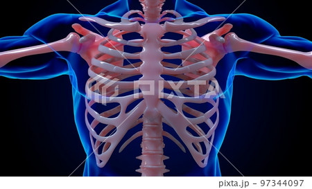 human skeleton anatomy rib bones for medical concept 3D rendering 97344097