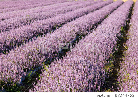 Chinese Mesona flower field in Taoyuan Yangmei District Chinese Mesona flower field in Taoyuan Yangmei District 97344755