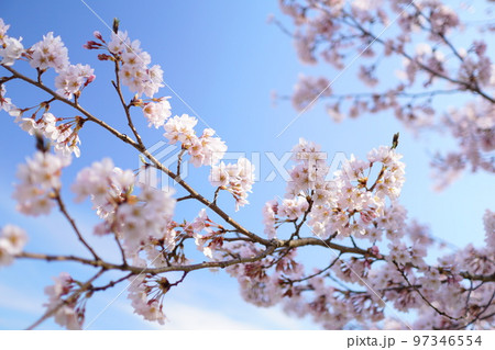 青空に咲く桜 青空に咲く桜 97346554