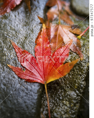 雨に濡れた石に落ちたもみじ 雨に濡れた石に落ちたもみじ 97347577