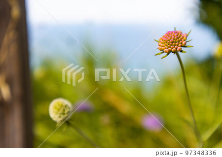 Scabiosa atropurpurea sweet scabiosa with small deep purple flowers 97348336