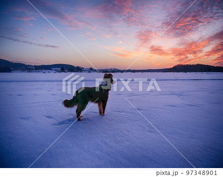 Dog watch snowy winter sunset 97348901