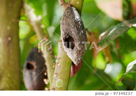 Farm pest theme 97349237