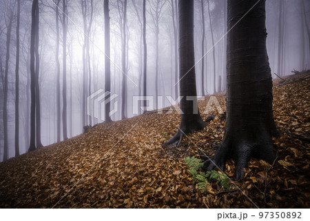 Autumn beech forest 97350892